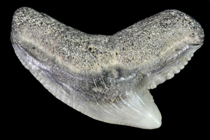 Colorful Fossil Tiger Shark (Galeocerdo) Tooth - Virginia #71139